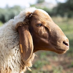 Mouton n°397