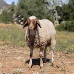 Mouton n°377