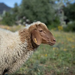 Mouton n°398