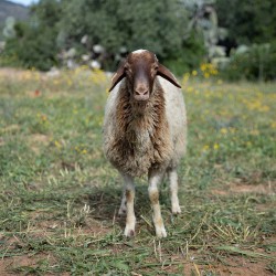Mouton n°383