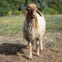 Mouton n°399