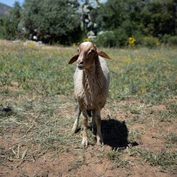 Mouton n°400