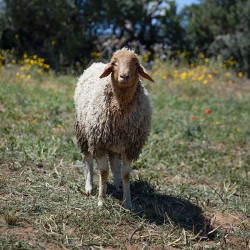 Mouton n°503