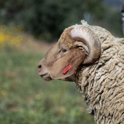 Mouton n°505