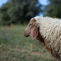 Mouton n°506