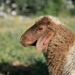 Mouton n°509
