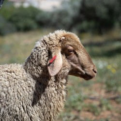 Mouton n°512