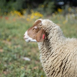 Mouton n°514