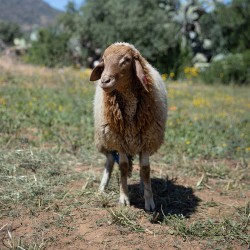 Mouton n°517