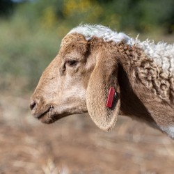 Mouton n°519