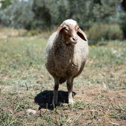 Mouton n°520