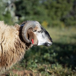 Mouton n°521