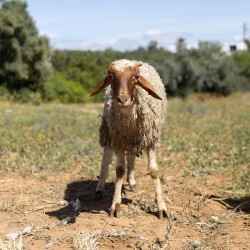 Mouton n°523
