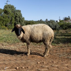Mouton n°529