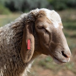 Mouton n°531