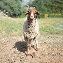 Mouton n°532