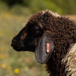 Mouton n°537