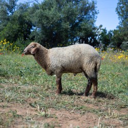 Mouton n°539