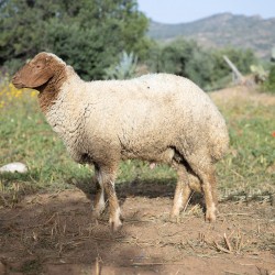 Mouton n°542