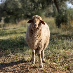 Mouton n°543