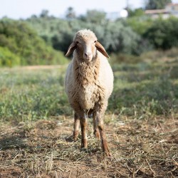 Mouton n°545