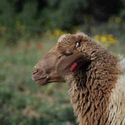 Mouton n°547