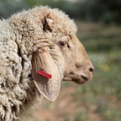 Mouton n°550