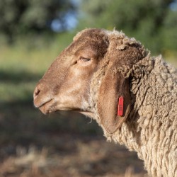 Mouton n°551