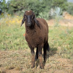 Mouton n°557