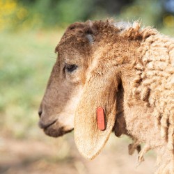 Mouton n°559