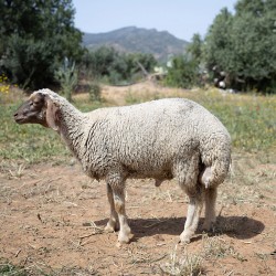 Mouton n°561