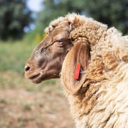 Mouton n°564