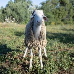 Mouton n°565