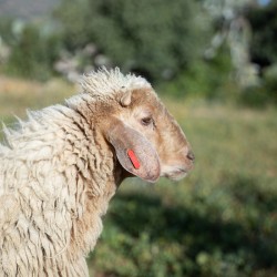 Mouton n°566
