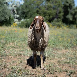 Mouton n°568