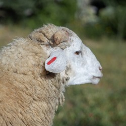 Mouton n°567
