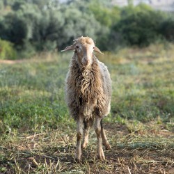 Mouton n°569