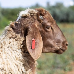 Mouton n°572