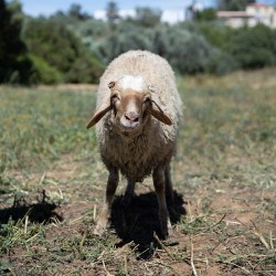 Mouton n°574