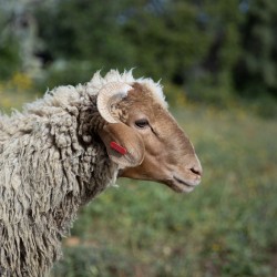 Mouton n°575