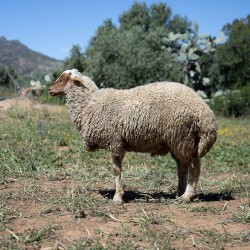 Mouton n°576