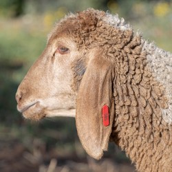 Mouton n°580
