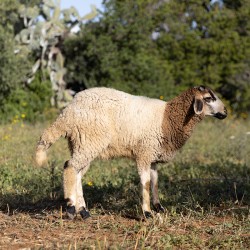 Mouton n°583