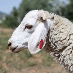 Mouton n°548