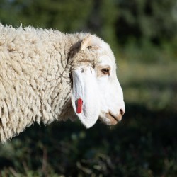 Mouton n°586