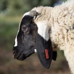 Mouton n°585