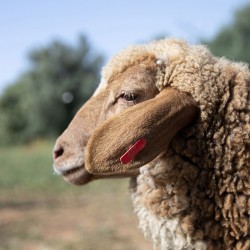 Mouton n°587