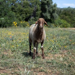 Mouton n°591