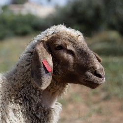 Mouton n°592