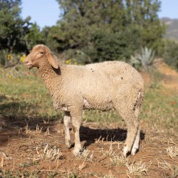 Mouton n°588